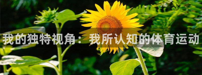 三亿体育网